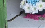 Cobras s